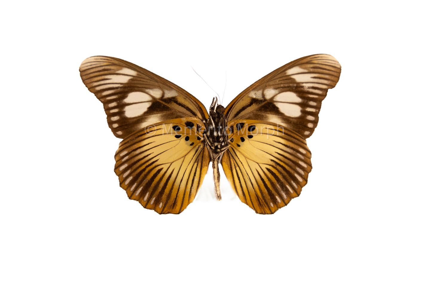 Pseudacraea Lucretia (Folded Wings)
