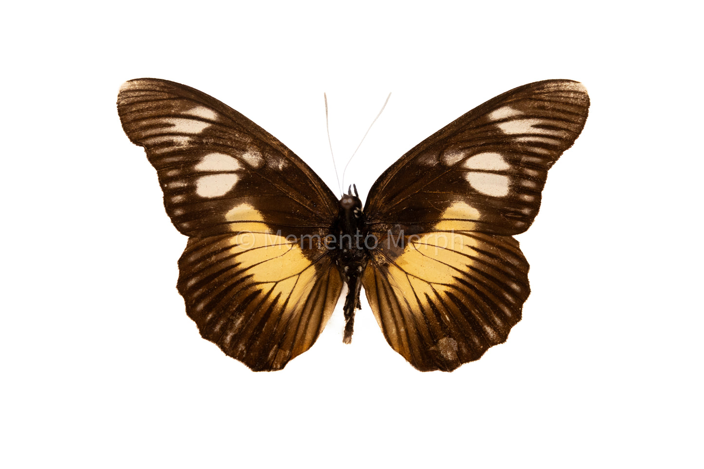 Pseudacraea Lucretia (Folded Wings)