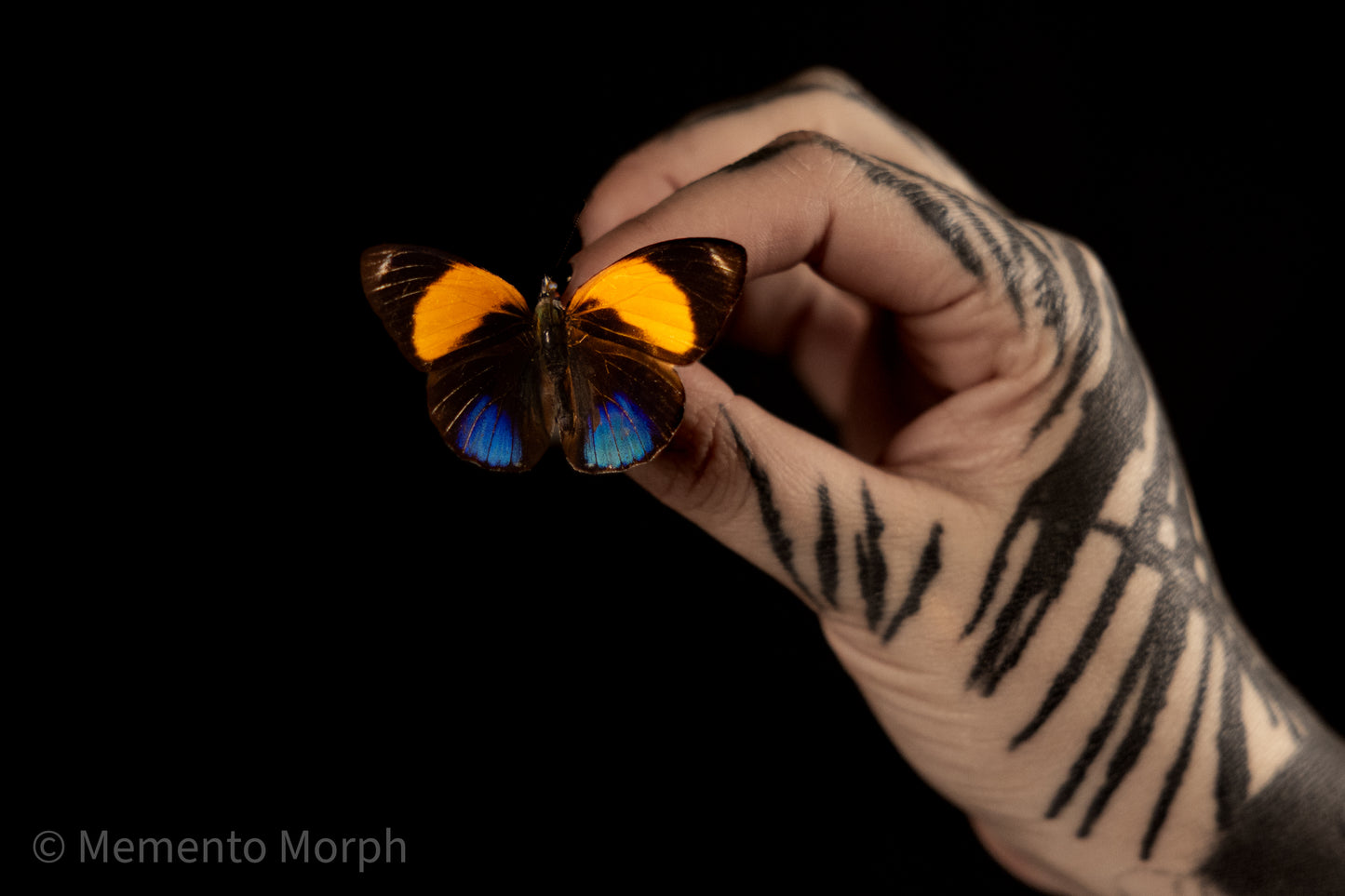 Asterope Markii (Folded Wings)