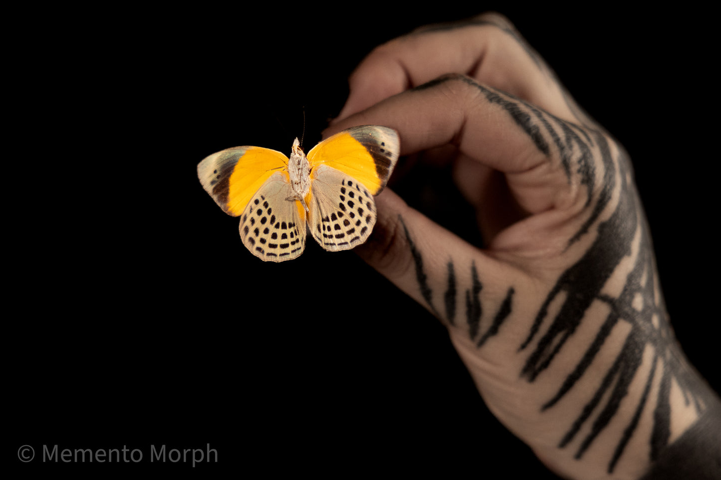 Asterope Markii (Folded Wings)