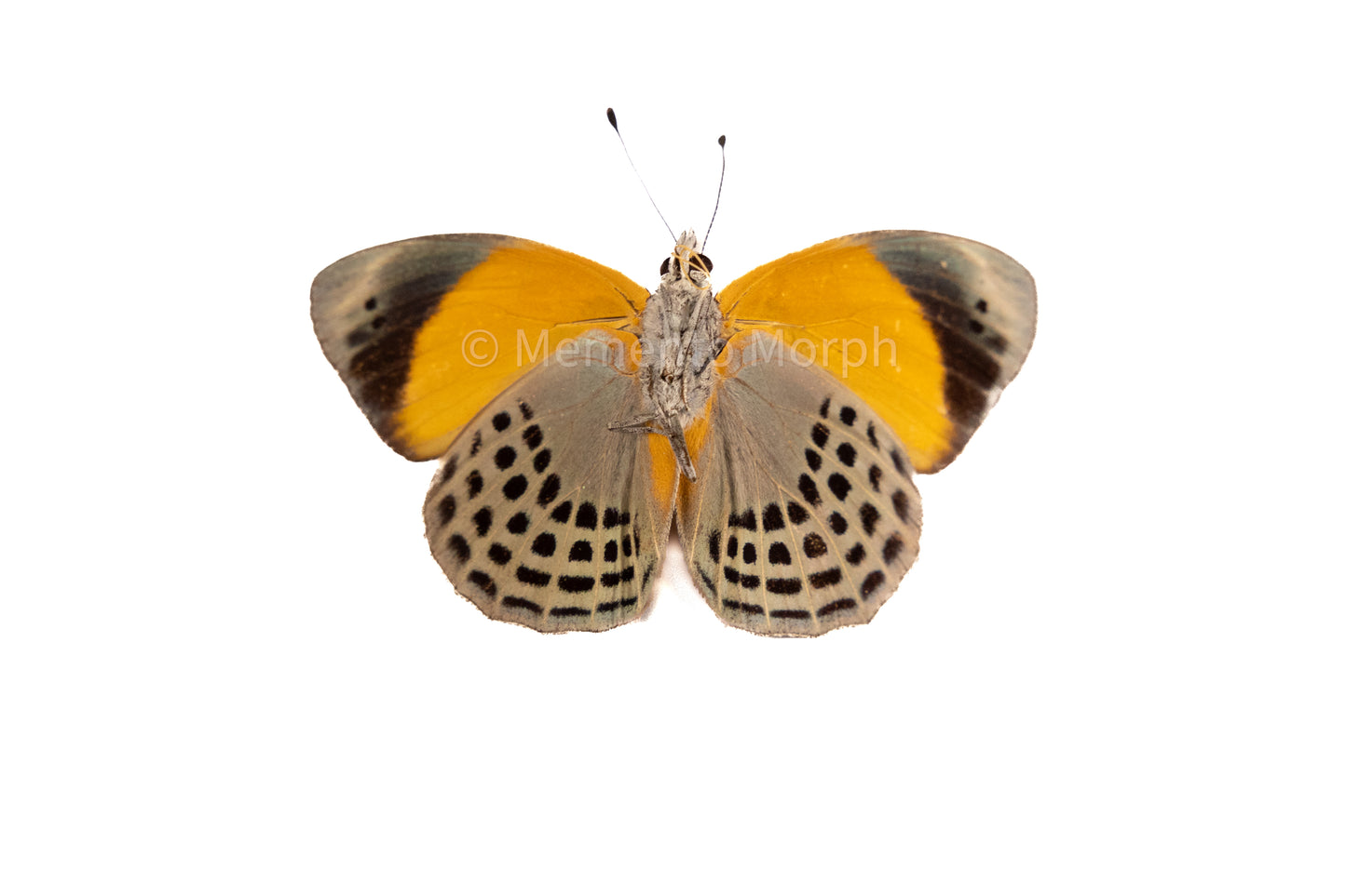 Asterope Markii (Folded Wings)