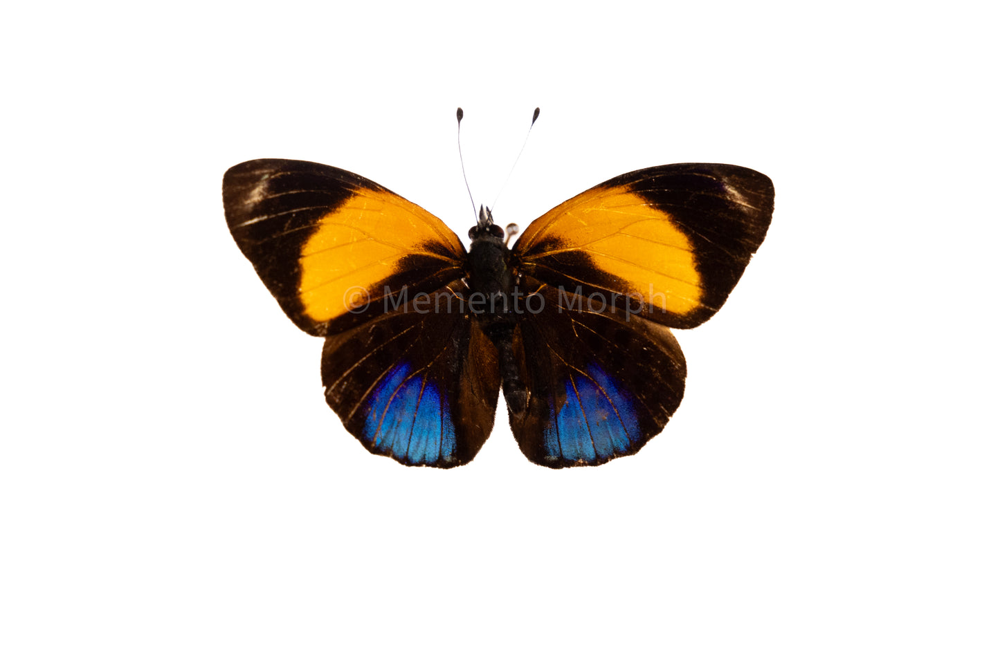 Asterope Markii (Folded Wings)