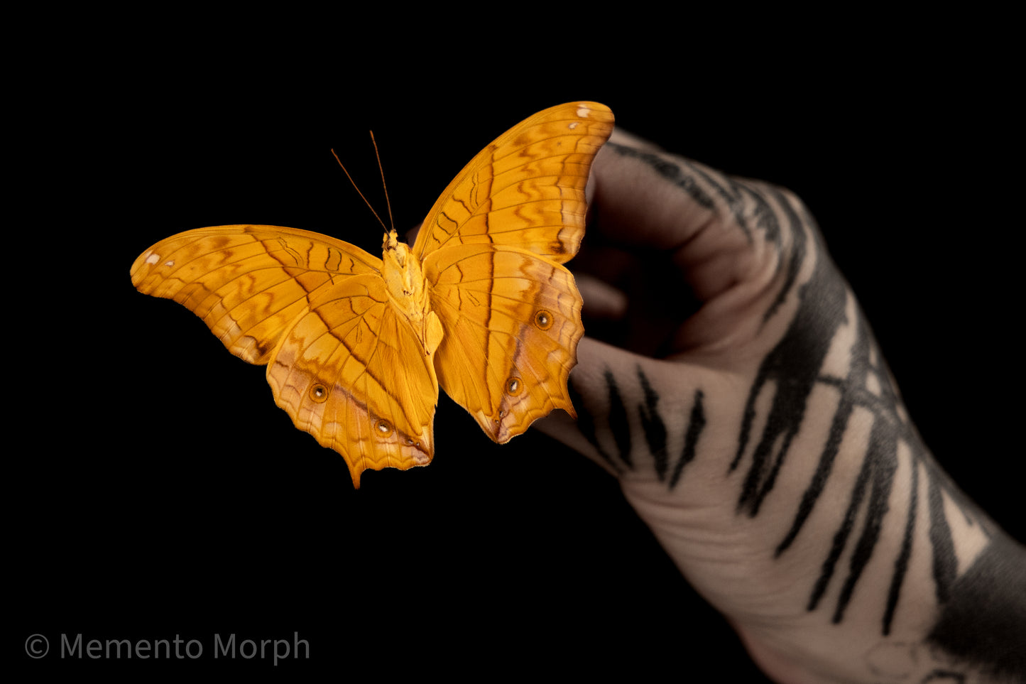 Vindula Arsinoe (Folded Wings)