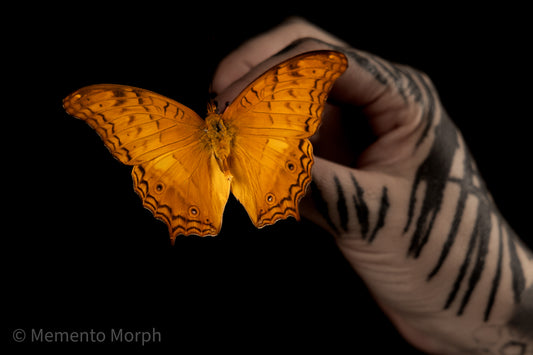 Vindula Arsinoe (Folded Wings)