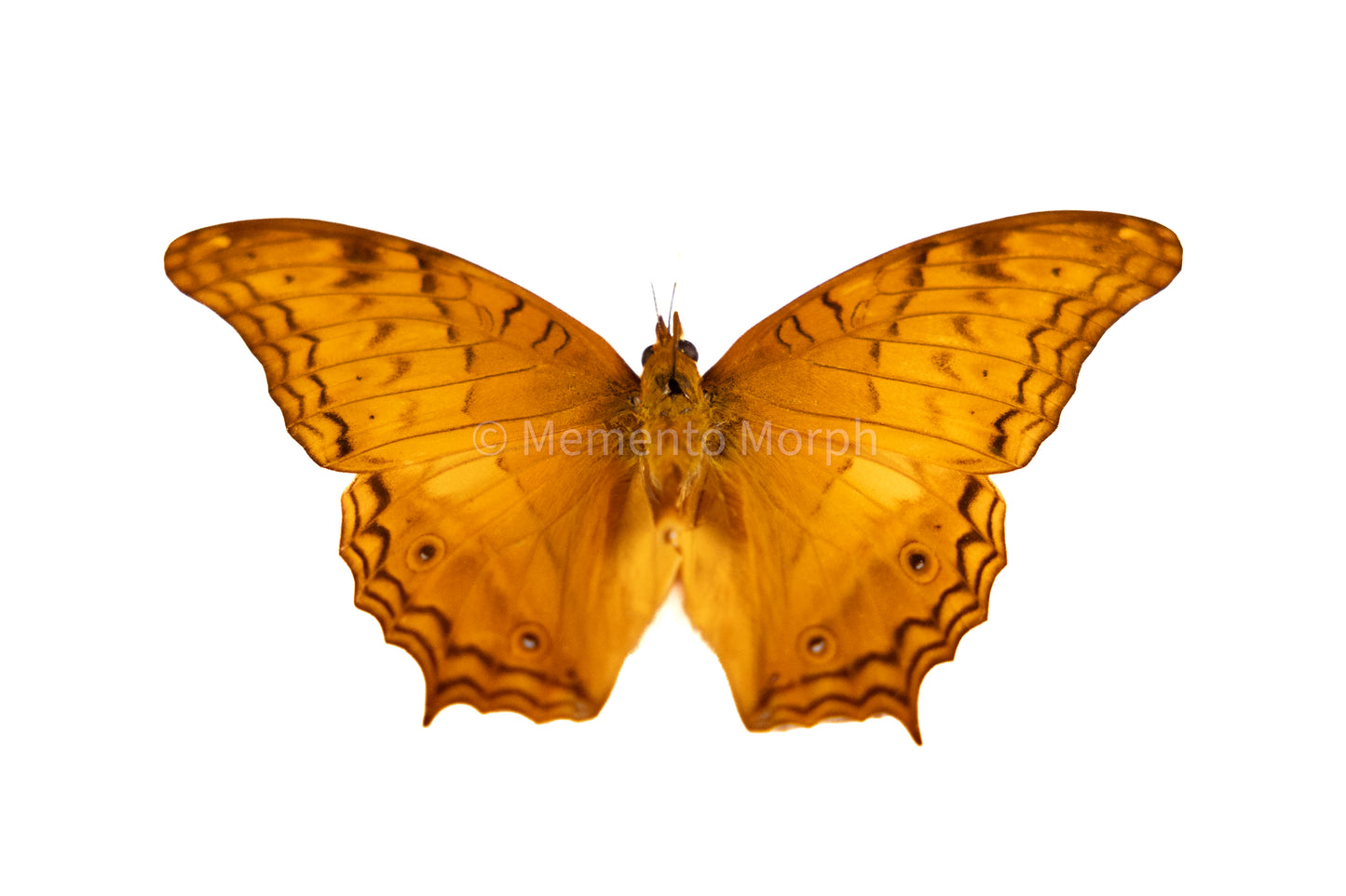 Vindula Arsinoe (Folded Wings)