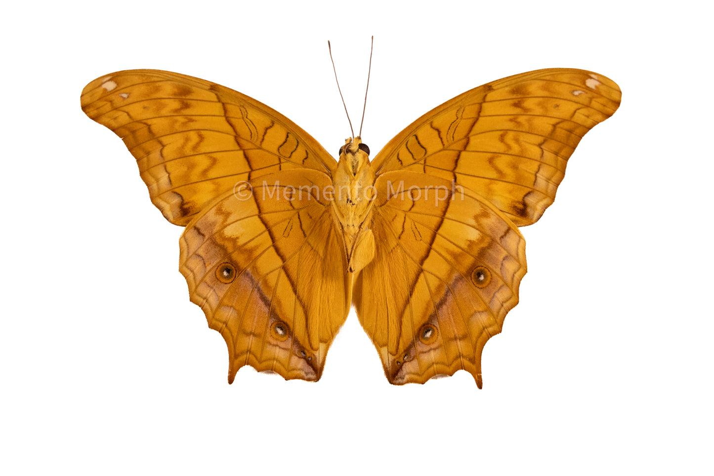 Vindula Arsinoe (Folded Wings)