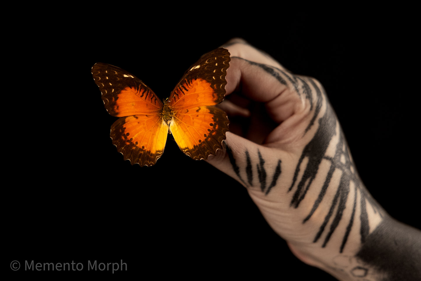 Cethosia Biblis (Folded Wings)