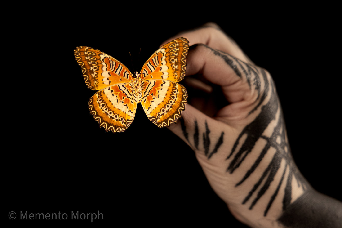Cethosia Biblis (Folded Wings)