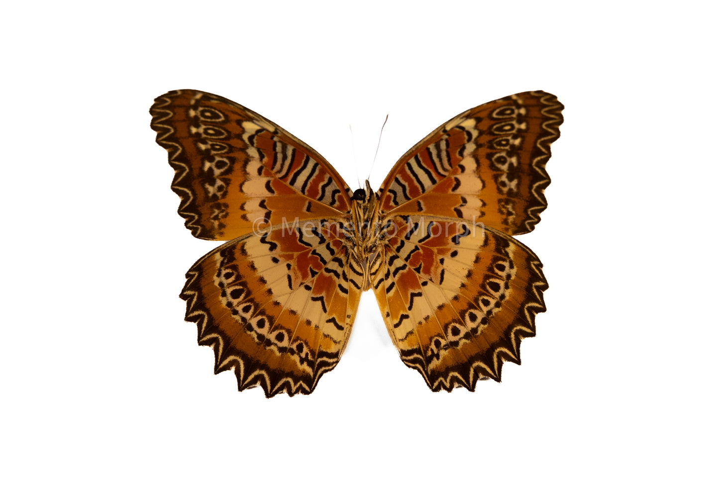 Cethosia Biblis (Folded Wings)
