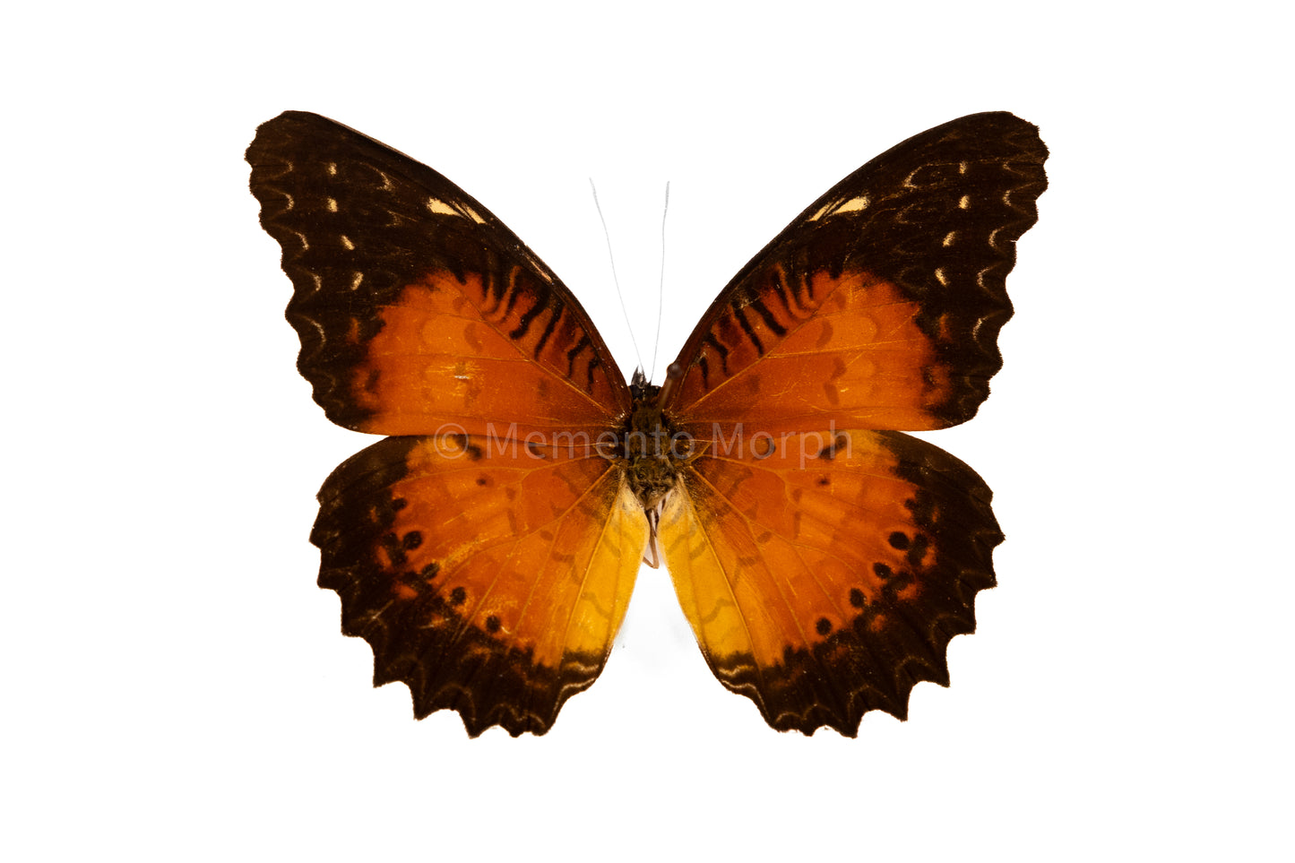 Cethosia Biblis (Folded Wings)