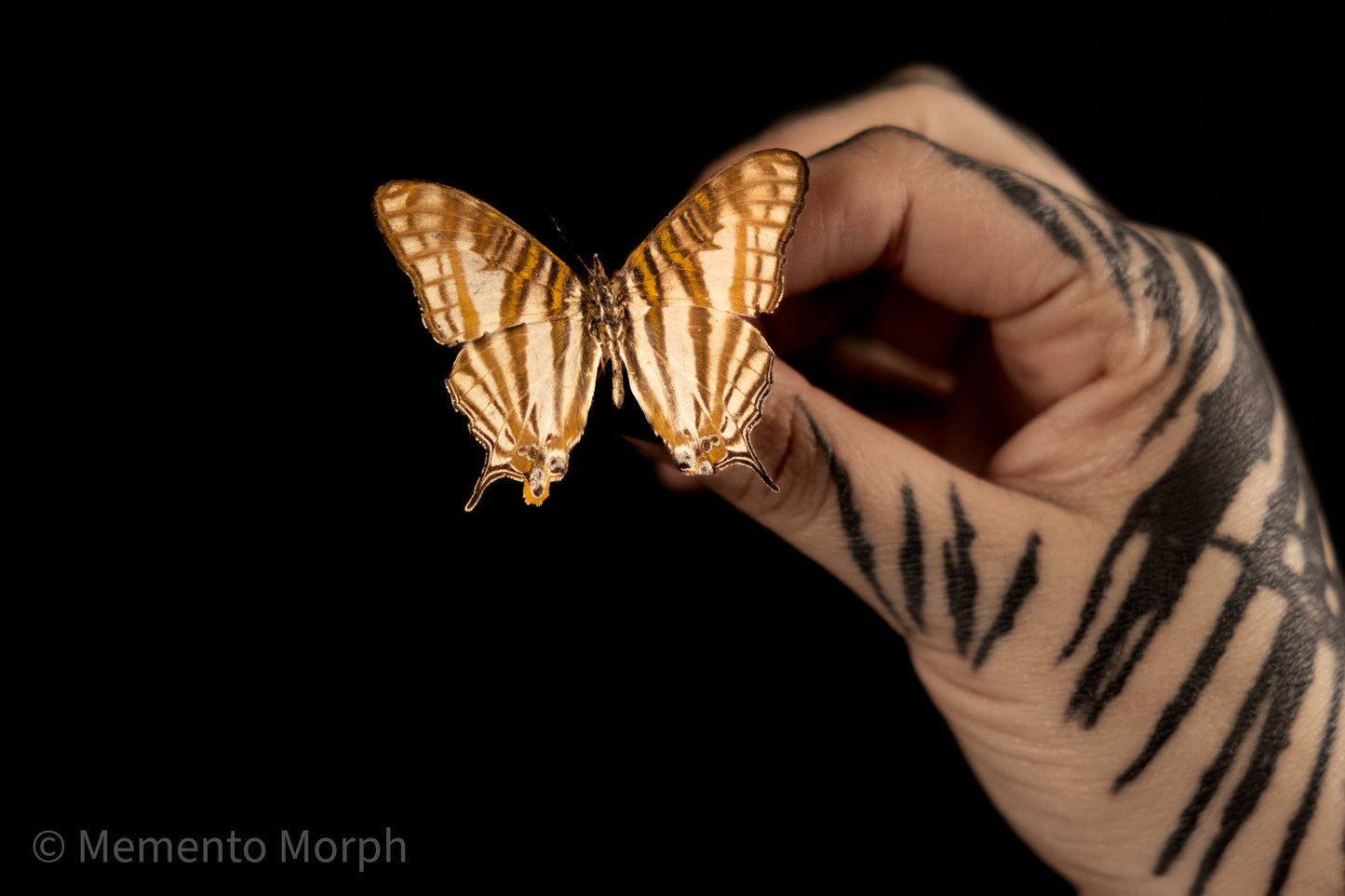 Cyrestis Camillus (Folded Wings)