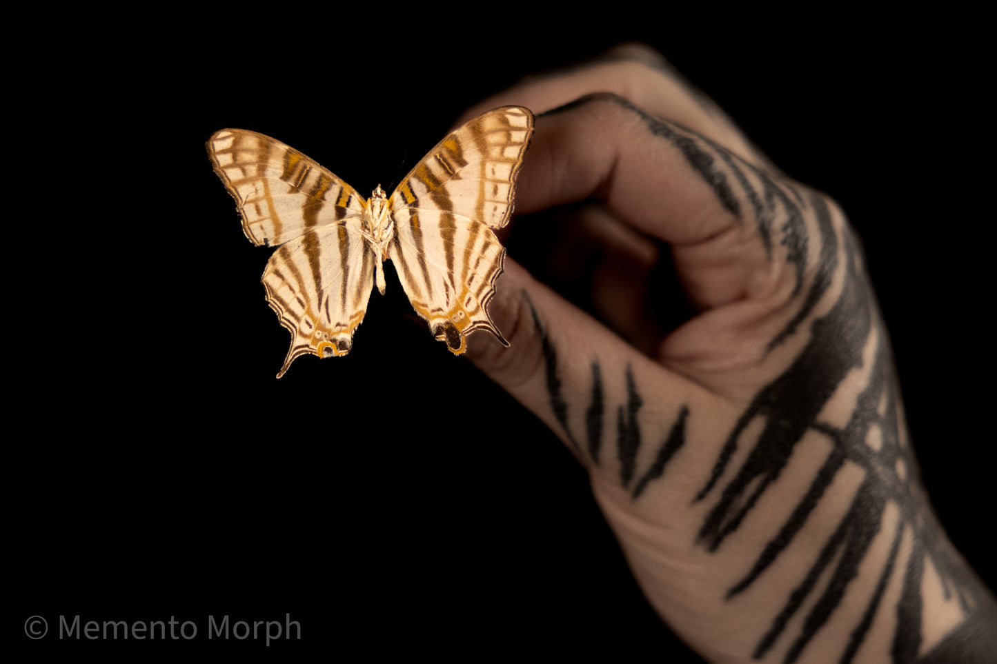 Cyrestis Camillus (Folded Wings)