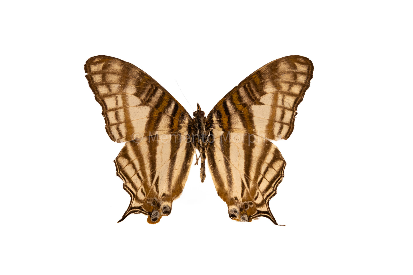 Cyrestis Camillus (Folded Wings)