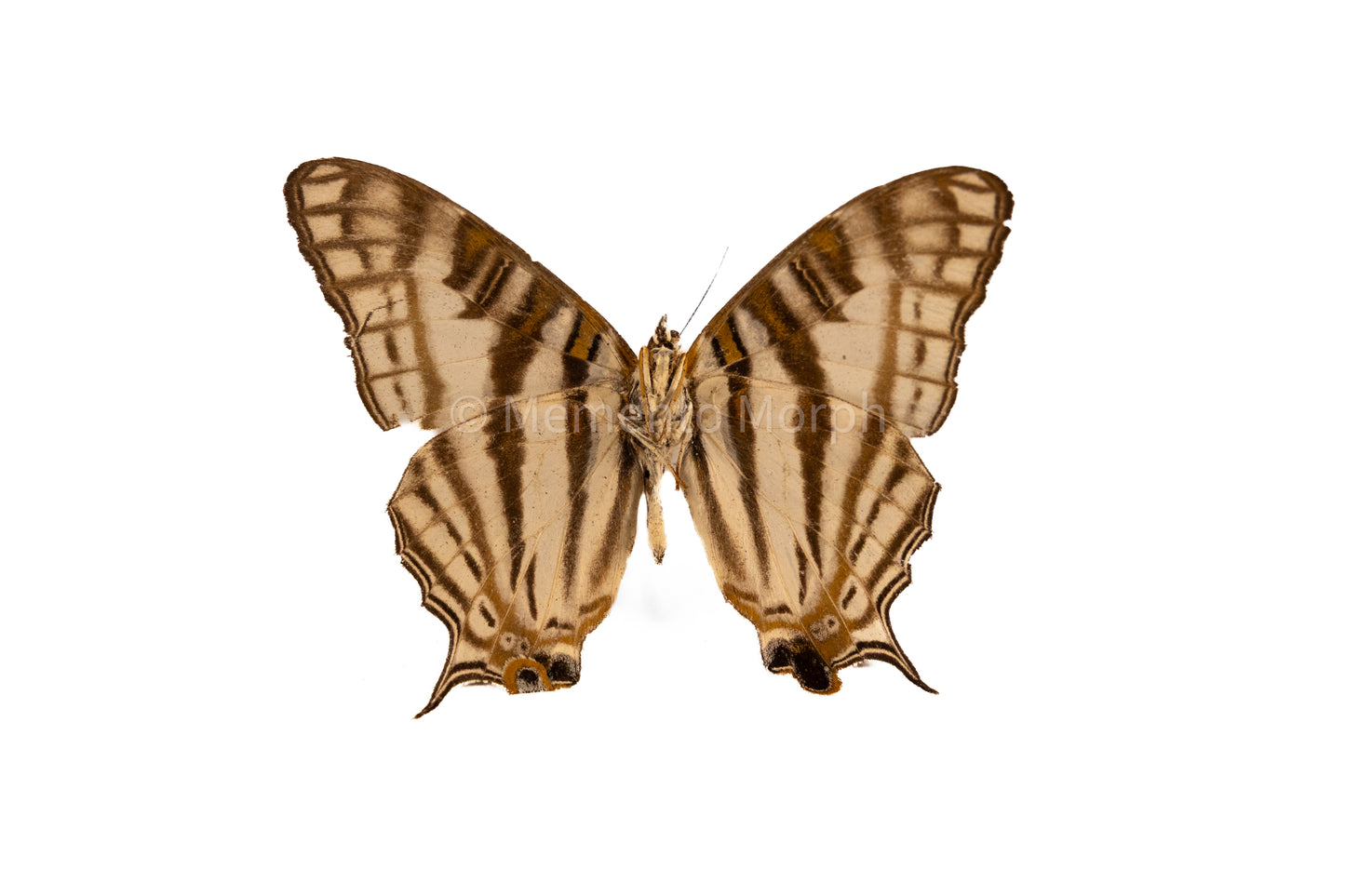 Cyrestis Camillus (Folded Wings)