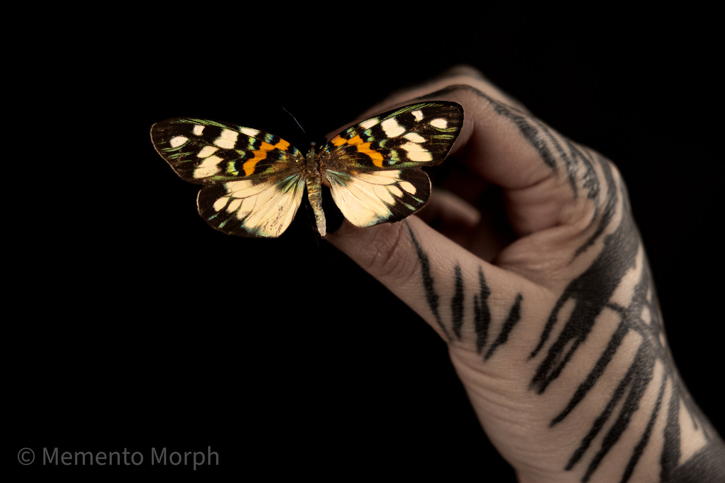 Erasmia Pulchera Moth (Folded Wings)