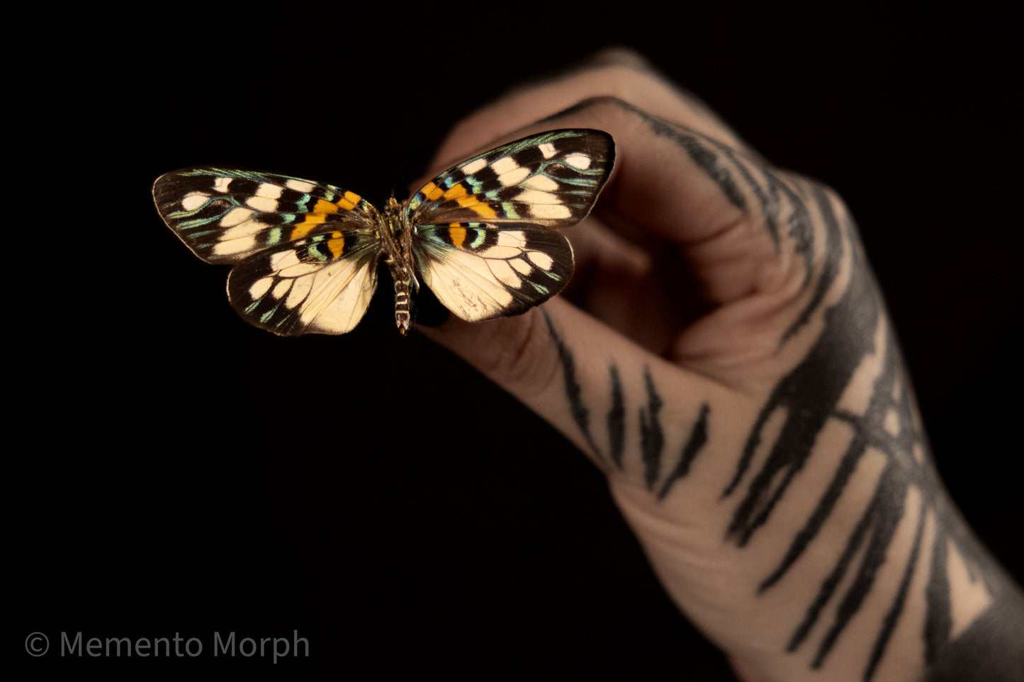 Erasmia Pulchera Moth (Folded Wings)
