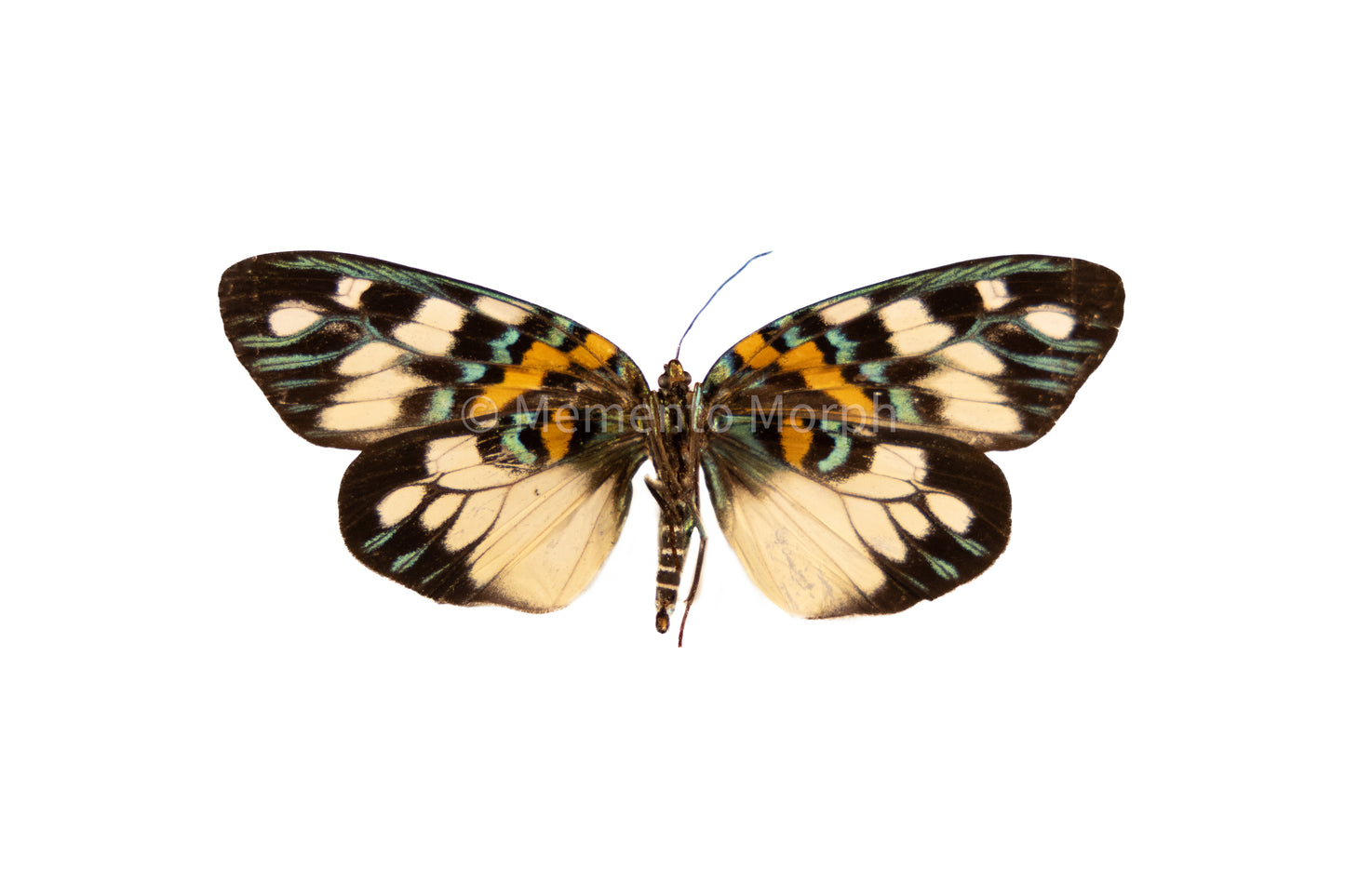 Erasmia Pulchera Moth (Folded Wings)