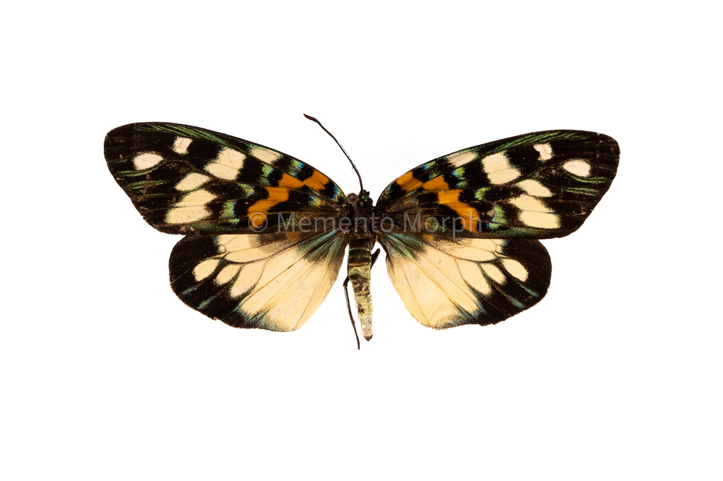 Erasmia Pulchera Moth (Folded Wings)