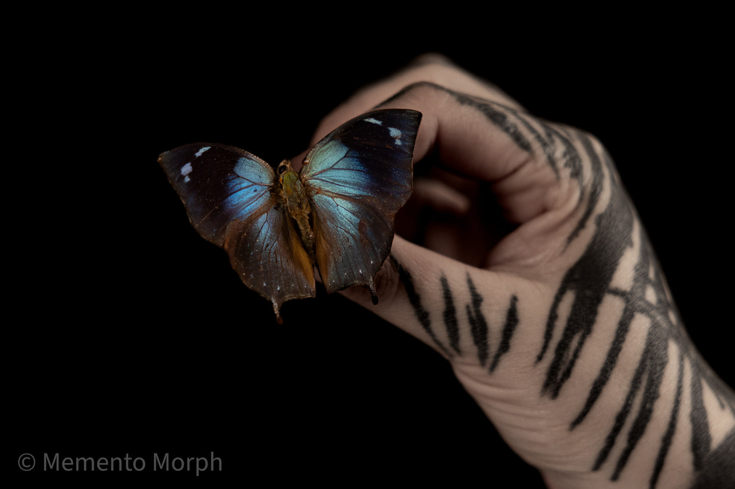 Memphis Glauce (Folded Wings)