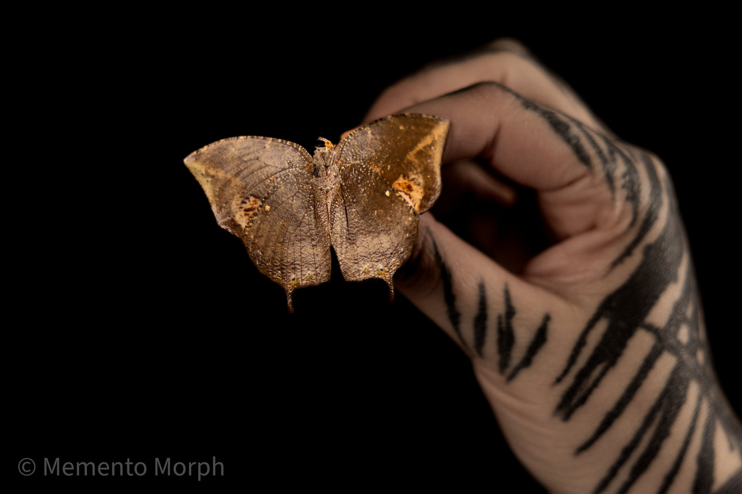 Memphis Glauce (Folded Wings)