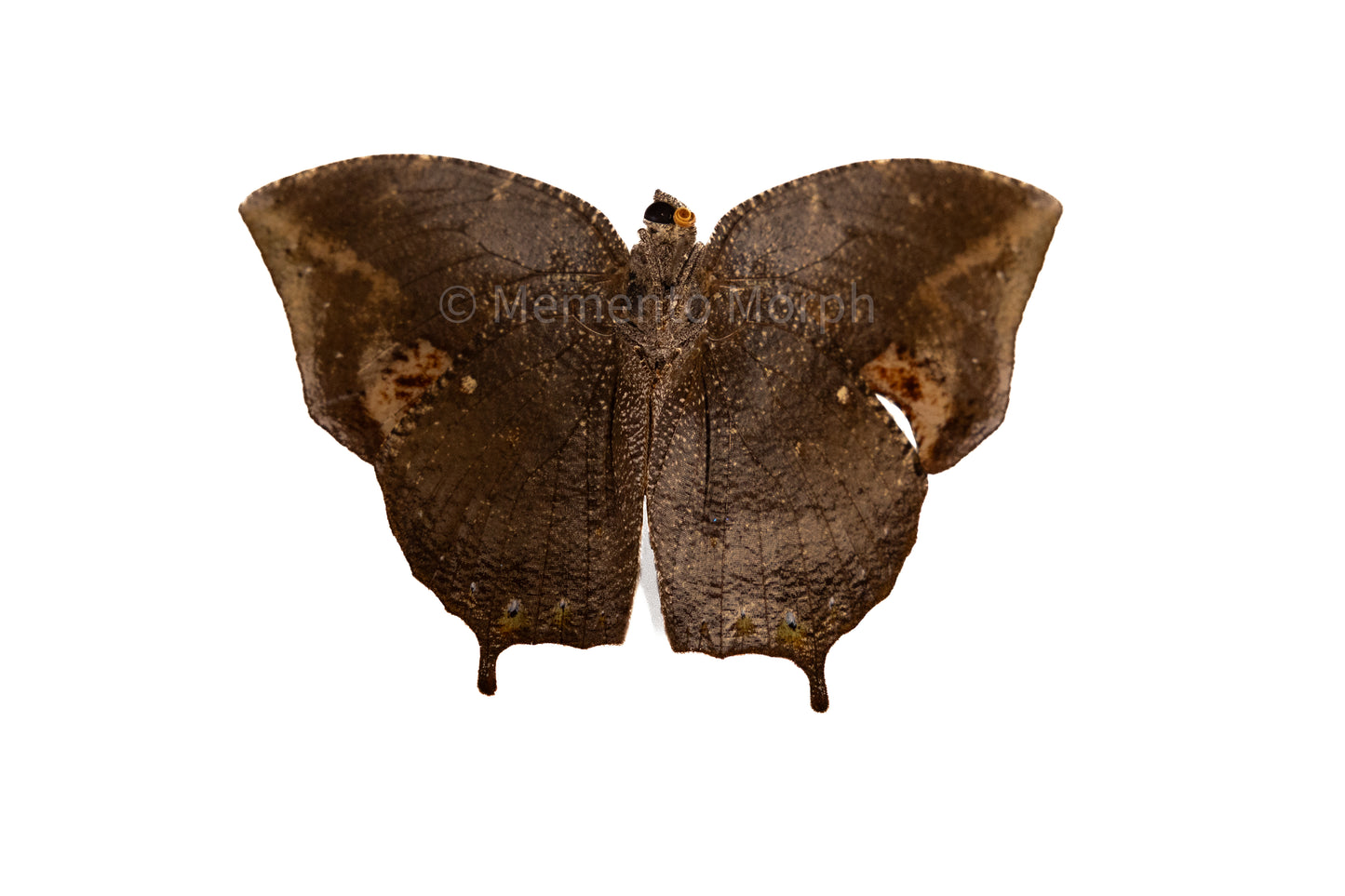Memphis Glauce (Folded Wings)