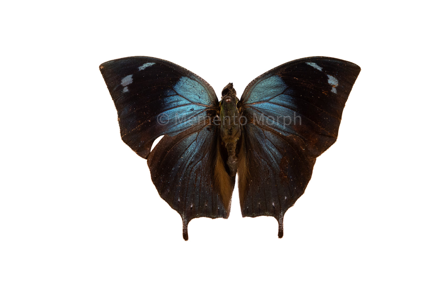 Memphis Glauce (Folded Wings)