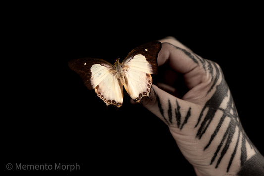 Polyura Moori (Folded Wings)