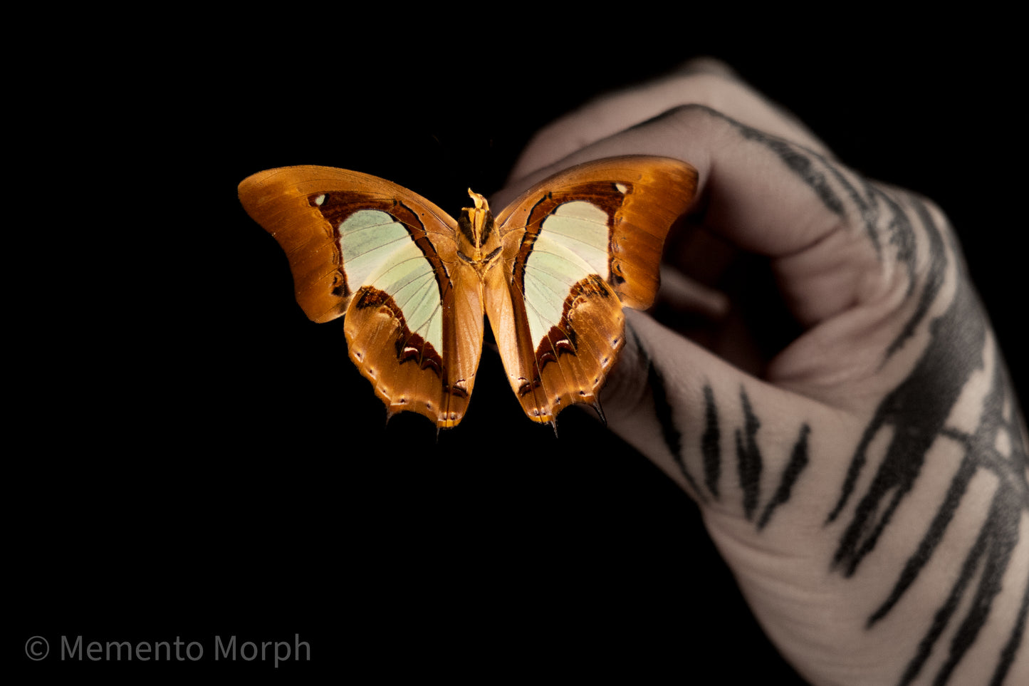 Polyura Moori (Folded Wings)