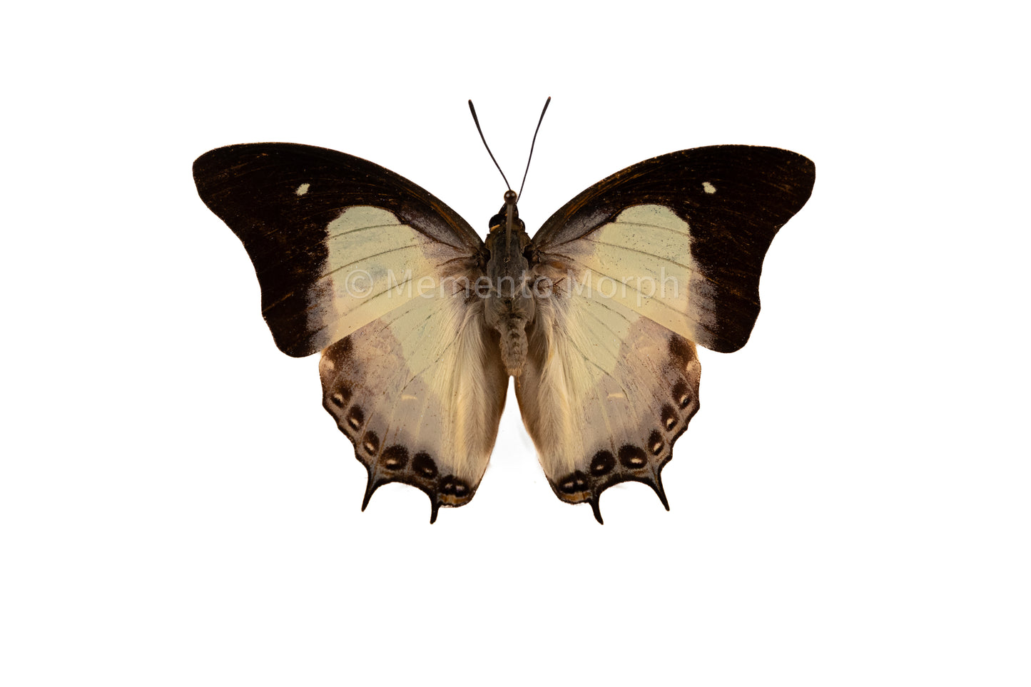 Polyura Moori (Folded Wings)