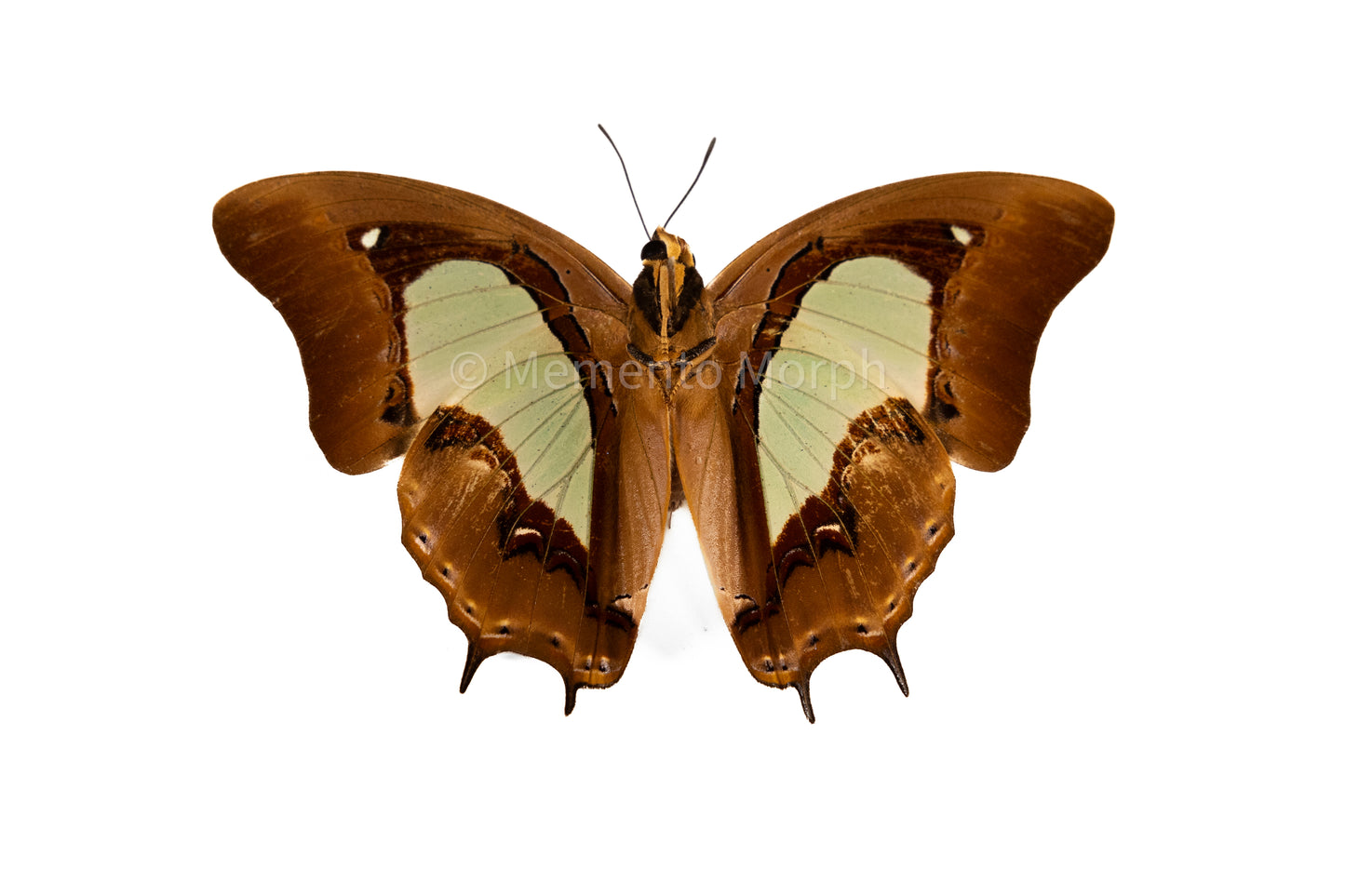 Polyura Moori (Folded Wings)