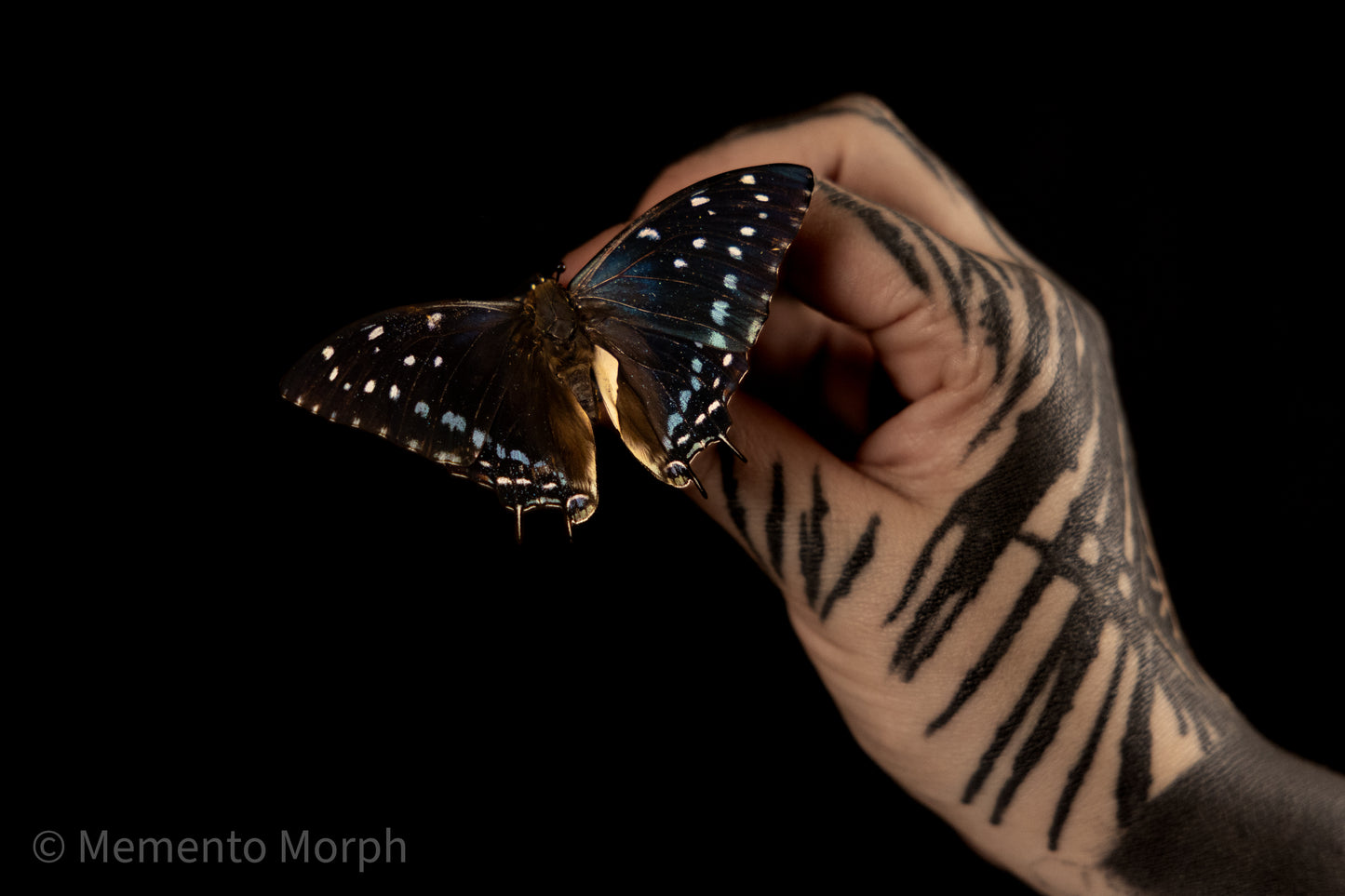 Charaxes Etesipe (Folded Wings)
