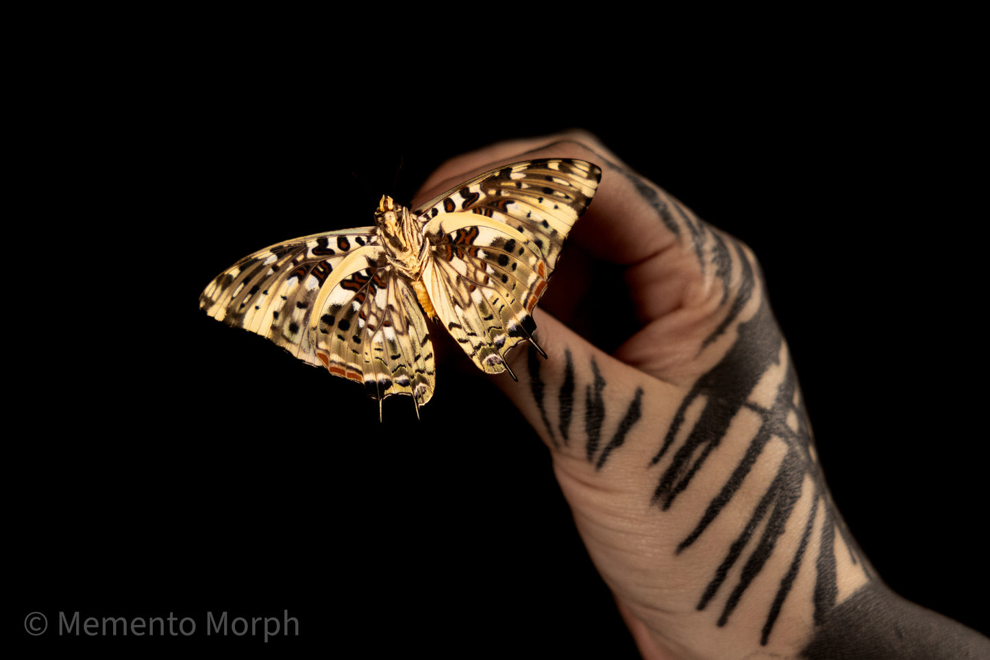 Charaxes Etesipe (Folded Wings)