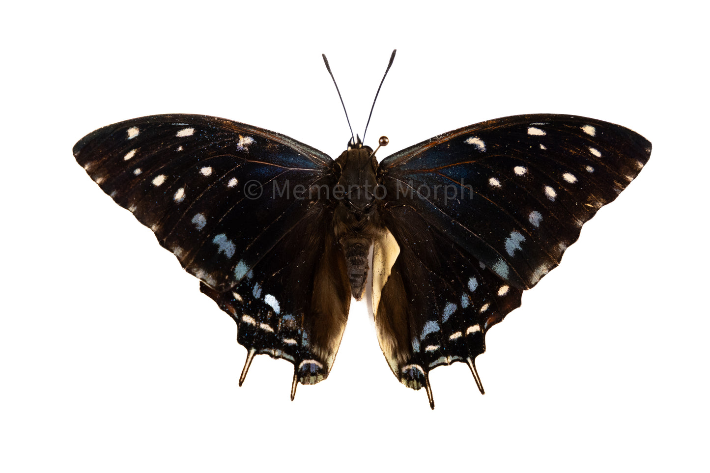 Charaxes Etesipe (Folded Wings)