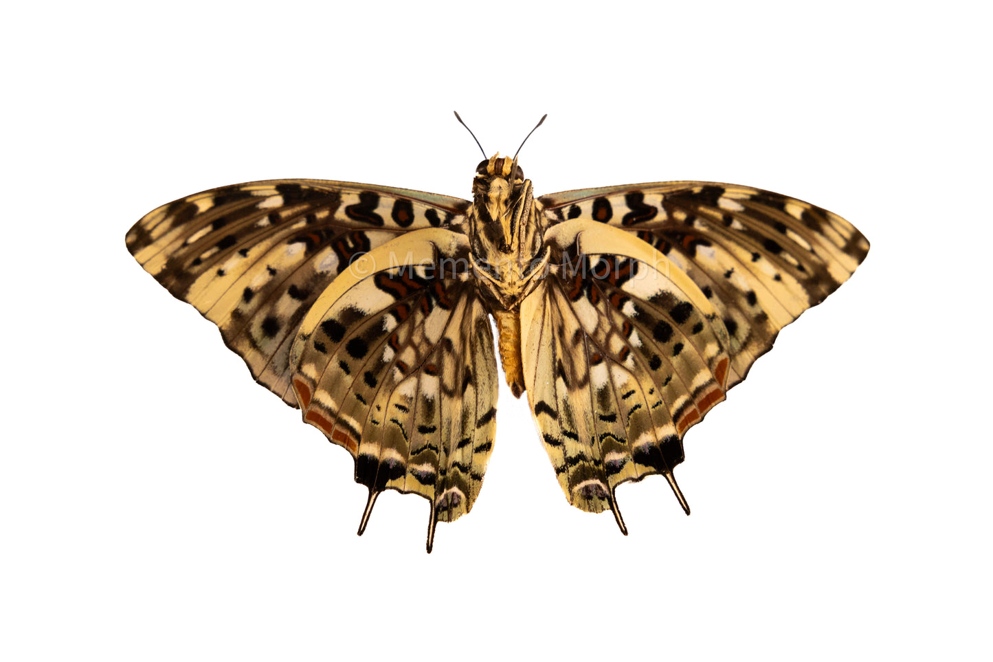 Charaxes Etesipe (Folded Wings)