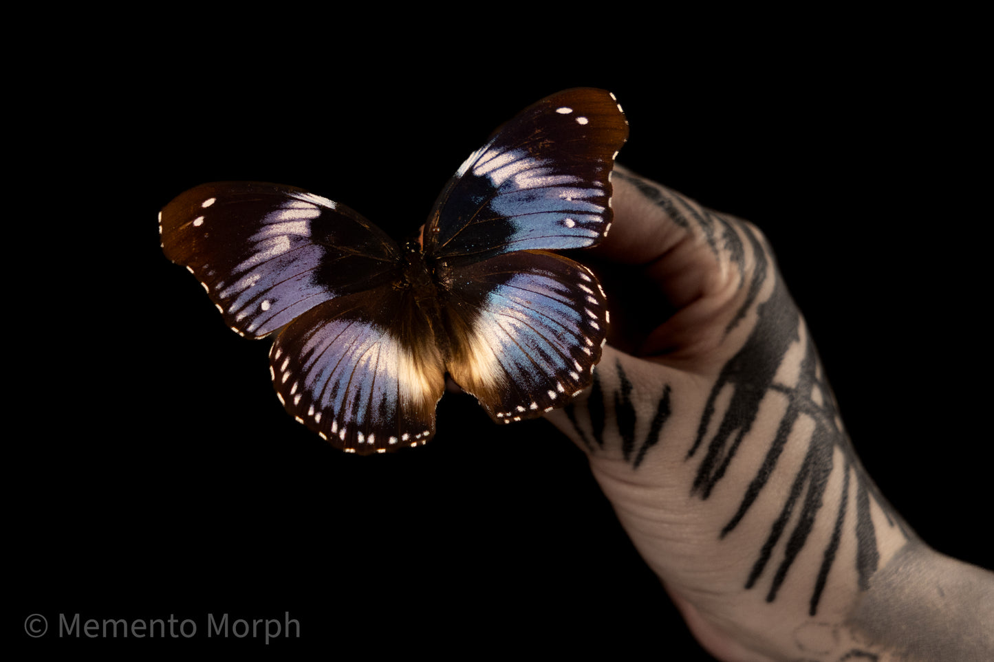 Hypolimnas Salmacis (Folded Wings)