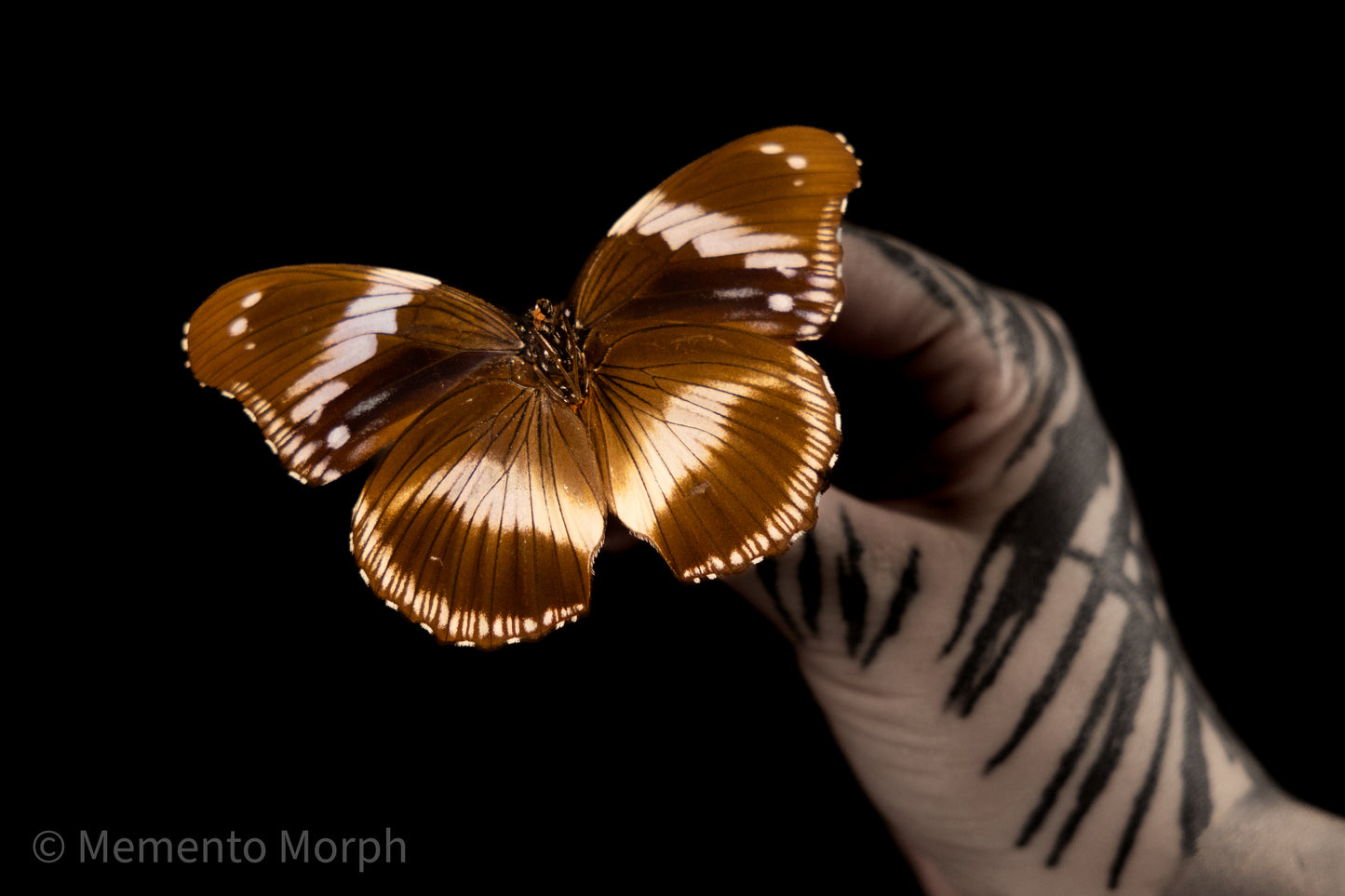 Hypolimnas Salmacis (Folded Wings)