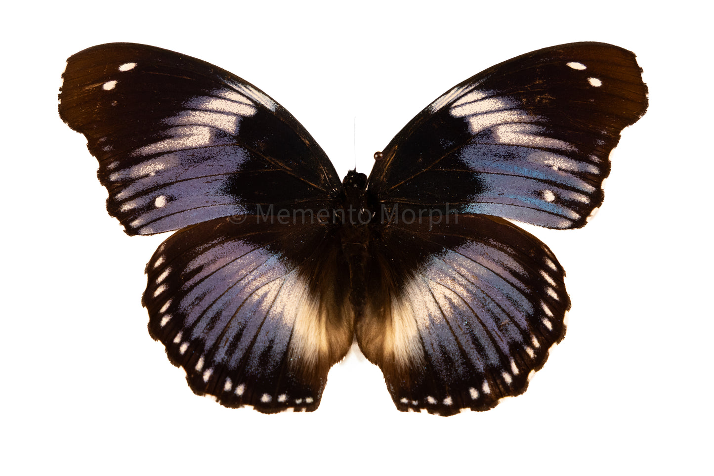 Hypolimnas Salmacis (Folded Wings)