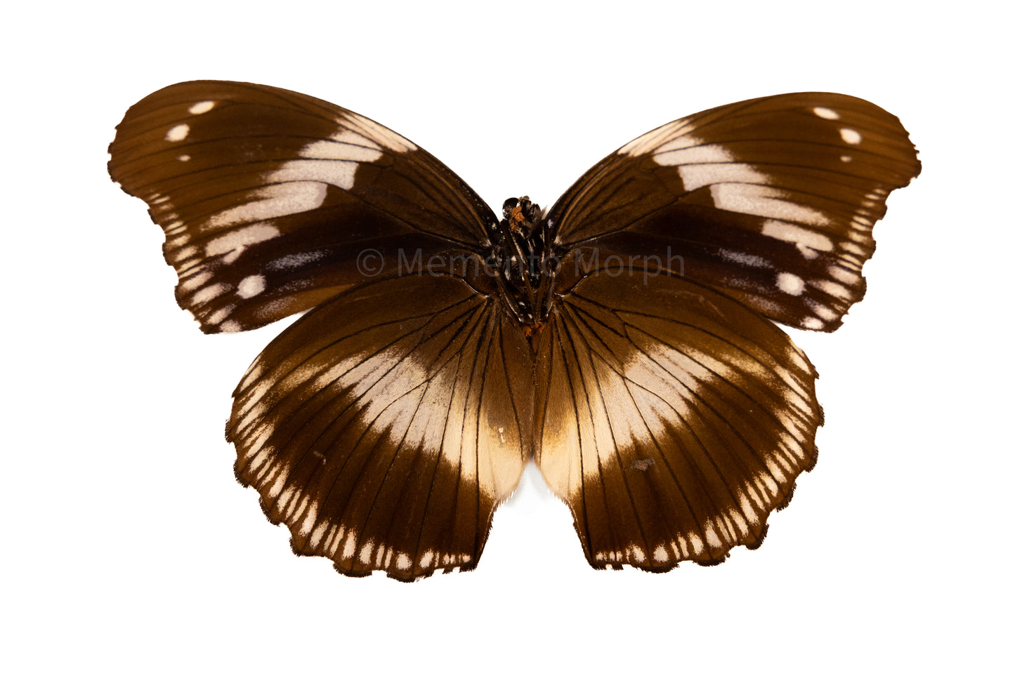 Hypolimnas Salmacis (Folded Wings)