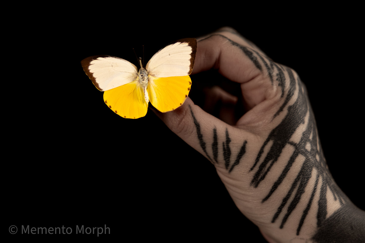 Catopsilia Scylla (Folded Wings)