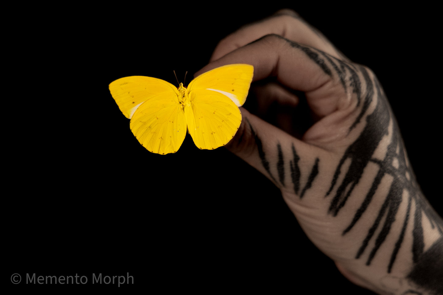 Catopsilia Scylla (Folded Wings)