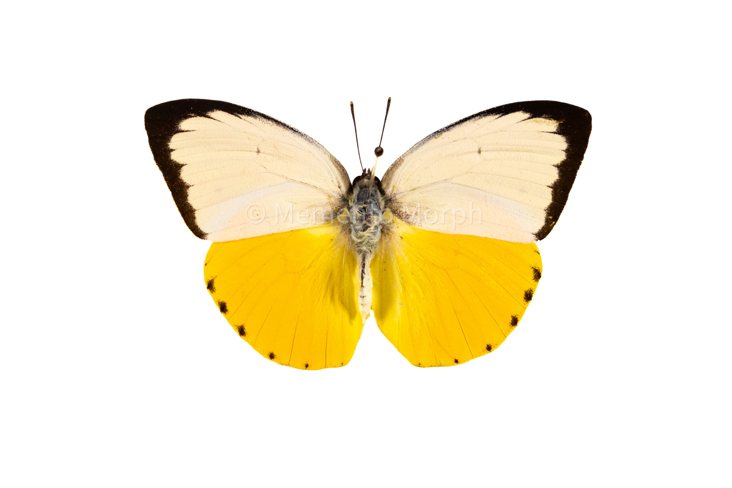 Catopsilia Scylla (Folded Wings)