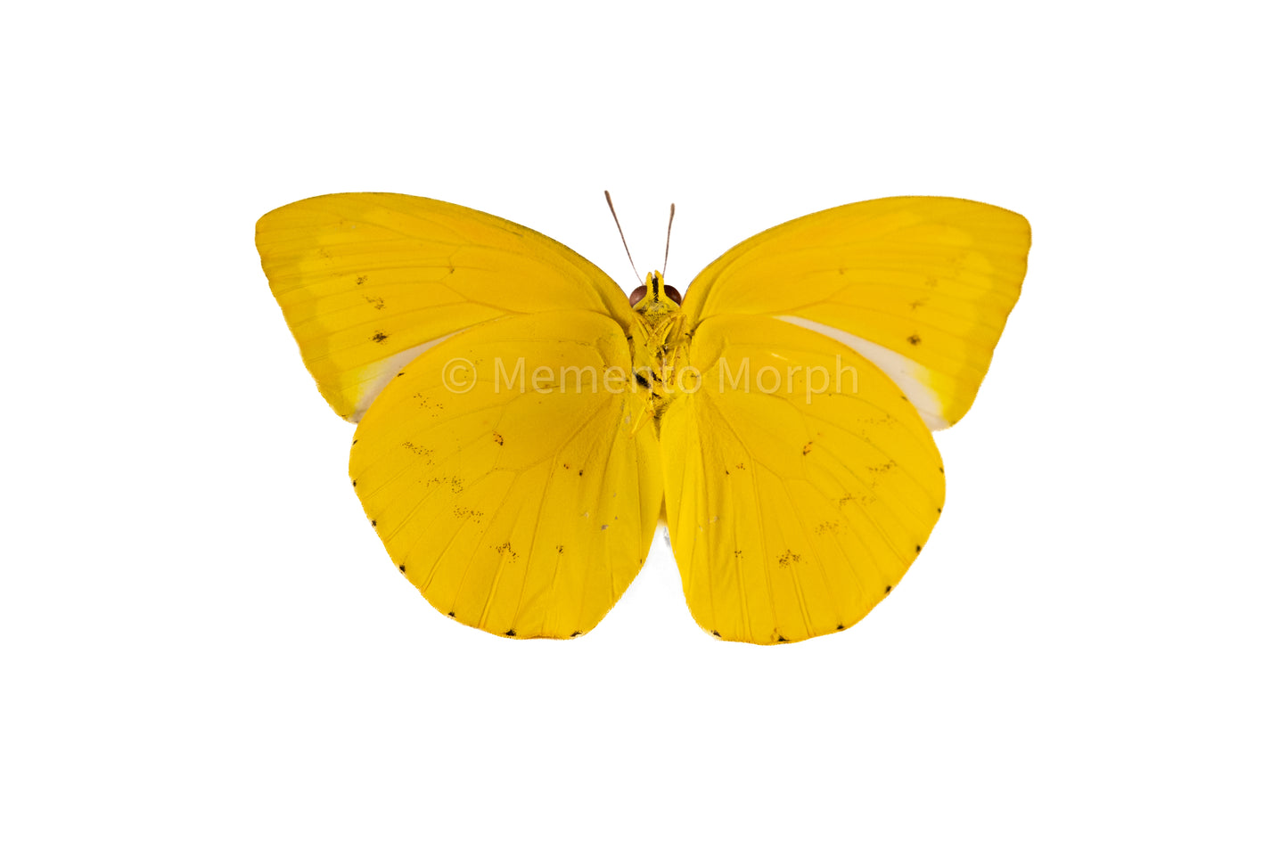 Catopsilia Scylla (Folded Wings)