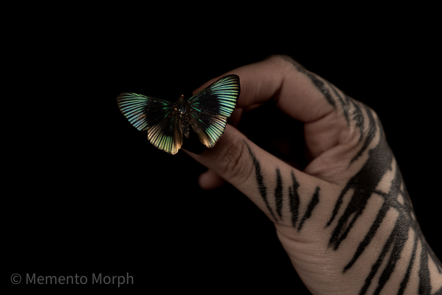 Lyropteryx Apollonia (Folded Wings)