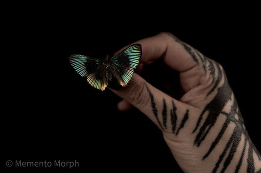 Lyropteryx Apollonia (Folded Wings)