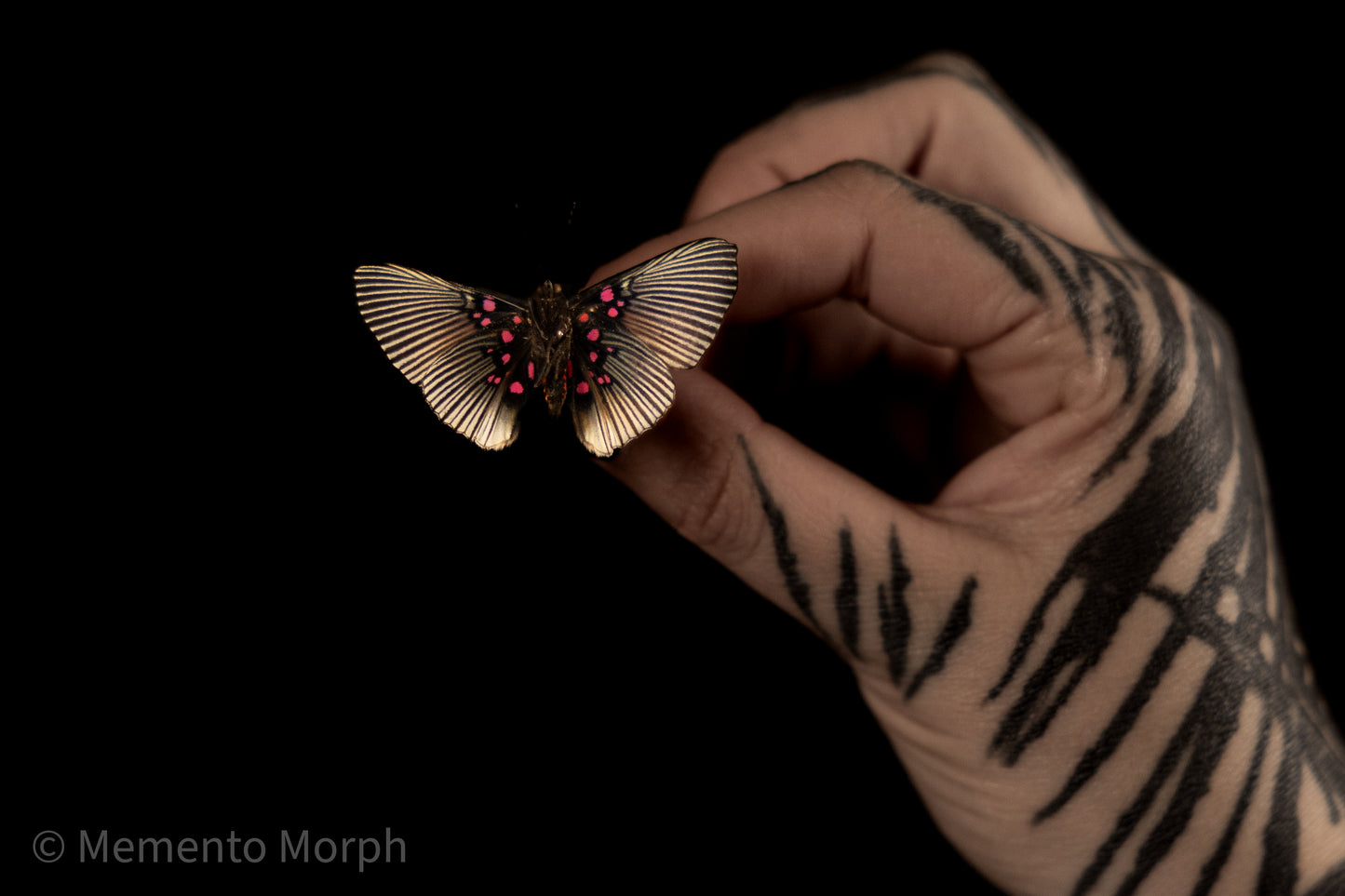 Lyropteryx Apollonia (Folded Wings)