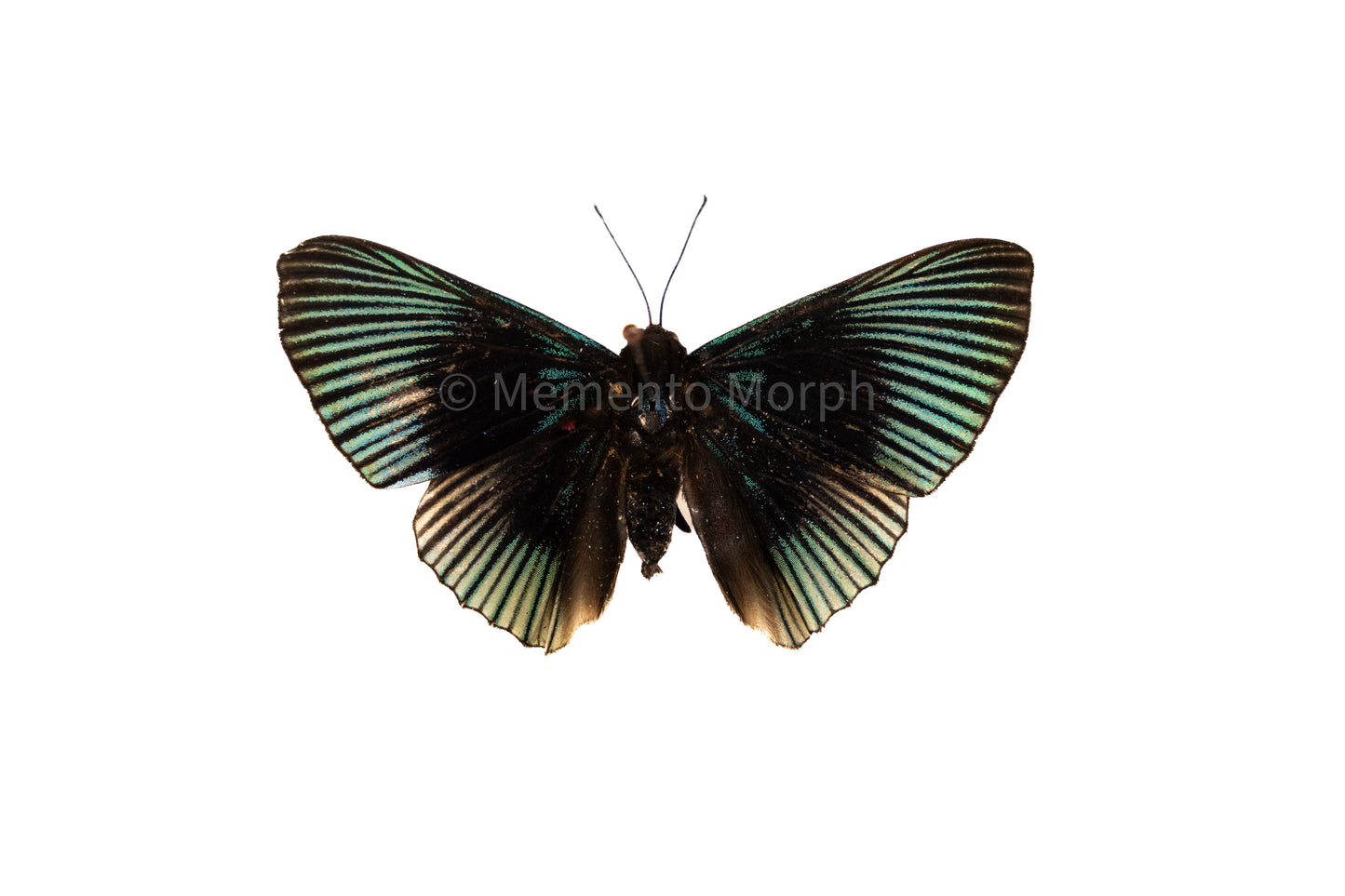 Lyropteryx Apollonia (Folded Wings)