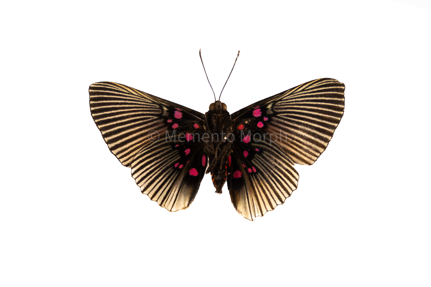 Lyropteryx Apollonia (Folded Wings)
