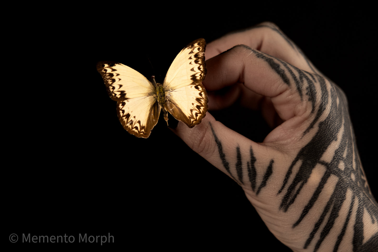 Cymothoe Caenis (Folded Wings)