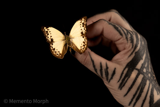 Cymothoe Caenis (Folded Wings)