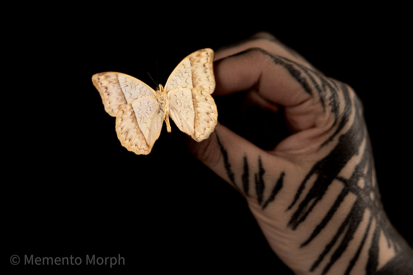Cymothoe Caenis (Folded Wings)